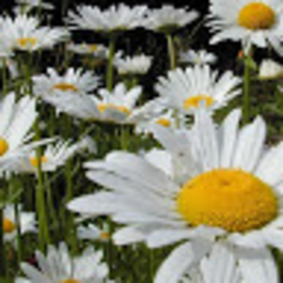 Meet your Posher, Karen - Picture 1 of 1